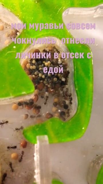 мои муравьи совсем чокнулись отнесли личинки в отсек с едой #муравьи #муравьинаяферма #матка смотреть онлайн