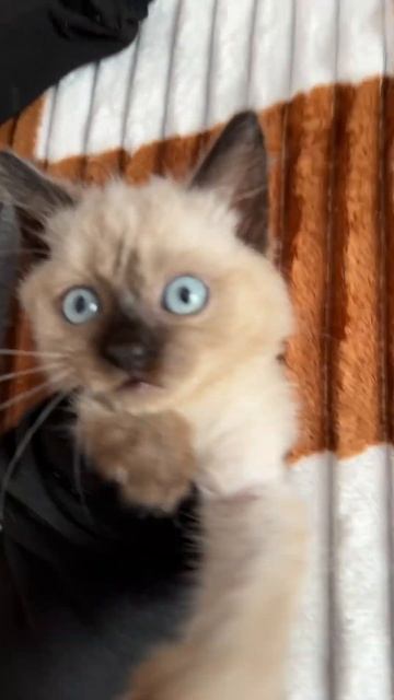 Сиамская бабочка смотреть онлайн