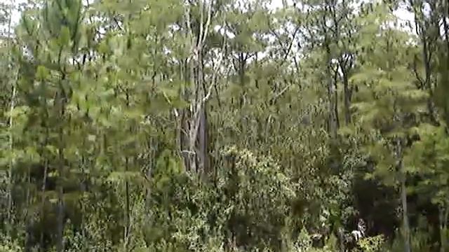 Diceroprocta viridifascia (Walker, 1850) cicada calling by Joe Green смотреть онлайн