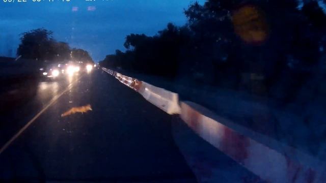 ОЧЕНЬ ЖАЛКО ЛИСУ смотреть онлайн