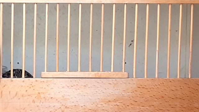 Жаворонок полевой смотреть онлайн