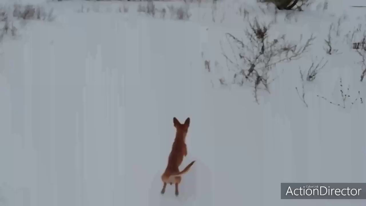Первый день нового года! смотреть онлайн