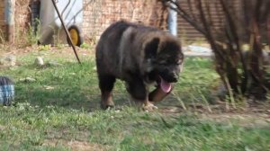 Гордый Княжич Зима 2.5 мес