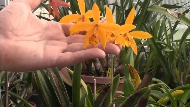 Bl Richard Mueller смотреть онлайн