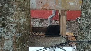 Дрозд в кормушке