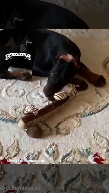 Доберман Глюкоза. Отзыв смотреть онлайн