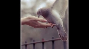 ЛЕТЕЛ ГОЛУБЬ   Елена Фролова