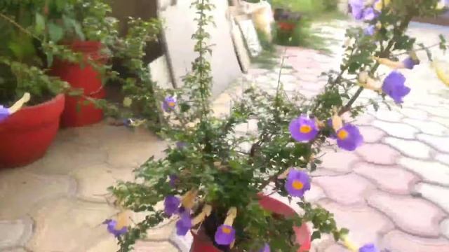 Thunbergia/Blue trumpet vine/Clock vine/Sky vine смотреть онлайн