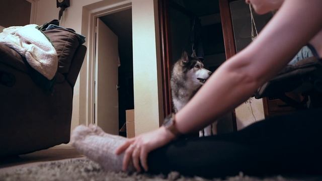 Unwell Husky Needed ALL My Attention! смотреть онлайн