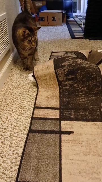 This is her absolute favorite game,lol.