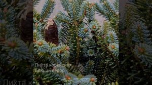 Пихта корейская Блю Эмперор