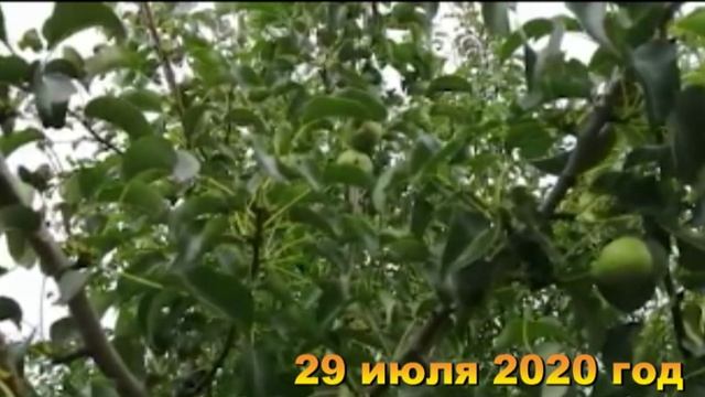 Большой урожай с дачи. Хроника 29 июля 2020 год