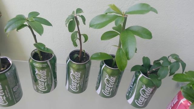 Cacto-rosa, Ora-pro-nóbis [Pereskia grandifolia] смотреть онлайн