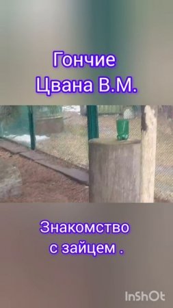 Гончие Цвана В.М. Знакомство с зайцем . #собака #охотасгончей #trout #топ