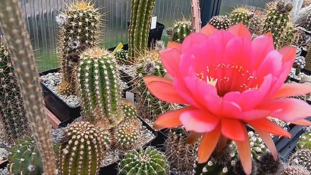Продаю гибридные лобивии.Обзор кактусов. смотреть онлайн