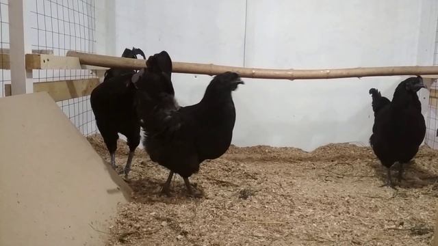 УХЕЙИЛЮЙ. смотреть онлайн