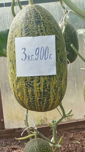 дыня 🍈 "узбечка„ смотреть онлайн