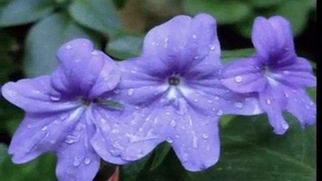 DEW DROPS ON FLOWERS смотреть онлайн