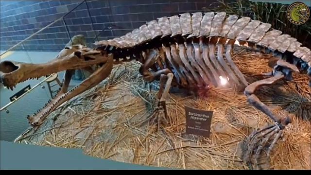 Lo que no conocías del Sarcosuchus смотреть онлайн