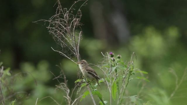 Łozówka смотреть онлайн