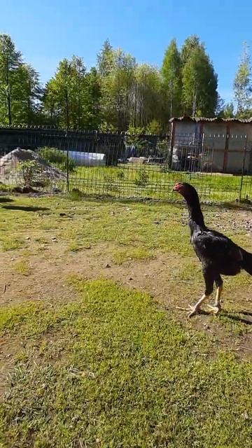 Молодняк шамо 2021. смотреть онлайн