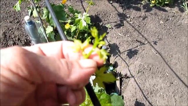 Для начинающий  Какой виноград у меня на втором году роста смотреть онлайн