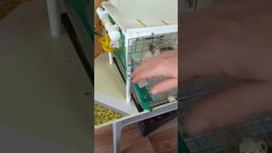 Перепела это не сложно