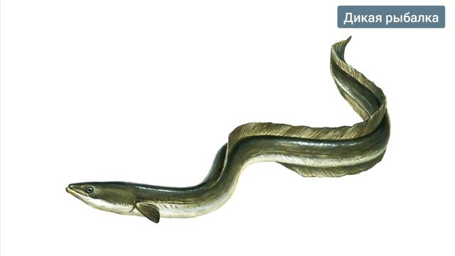 20 САМЫЕ ИЗВЕСТНЫЕ ПРЕСНОВОДНЫЕ РЫБЫ (2 ЧАСТЬ)