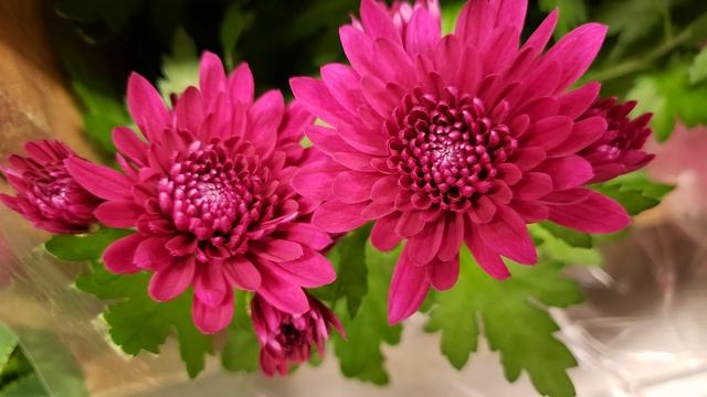 Lovely Chrysanthemum | Relaxing Music смотреть онлайн