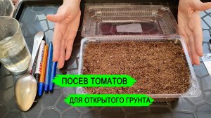 Томаты. Посев школкой для открытого грунта.