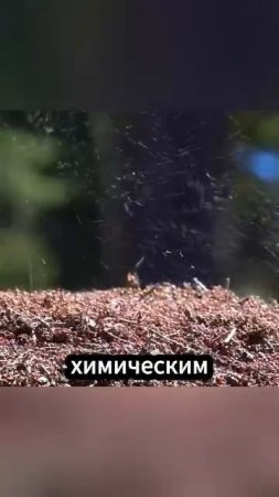Почему ворона больная гриппом садится на муравейник?