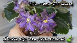 Онлайн магазин фиалок "Фиалкин Островок"🌷 Сорта для самовывоза 🚘 22.04.2025г.