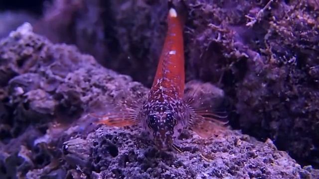 Karabas baligi   Tripterygion melanurum смотреть онлайн