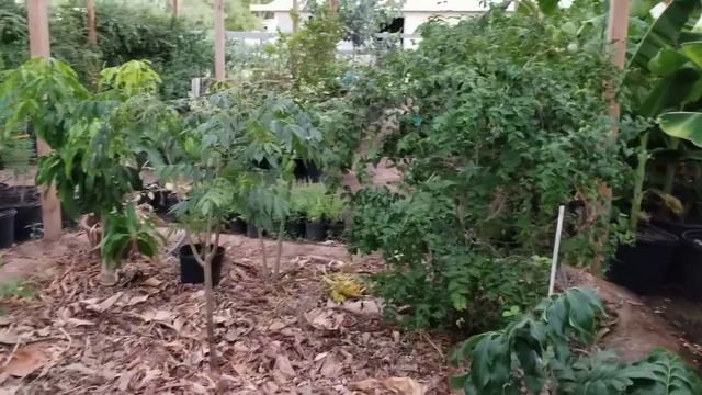 Example of a high density tropical fruit garden