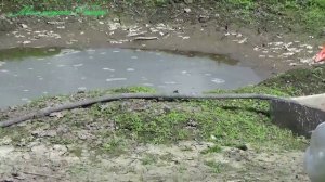 Гоша ждет свою гусыню