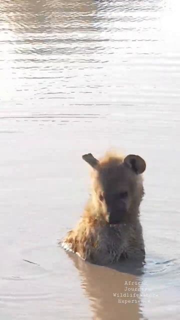Hyena enjoy bathing in water to cool off #shorts #photography #travel #nature смотреть онлайн