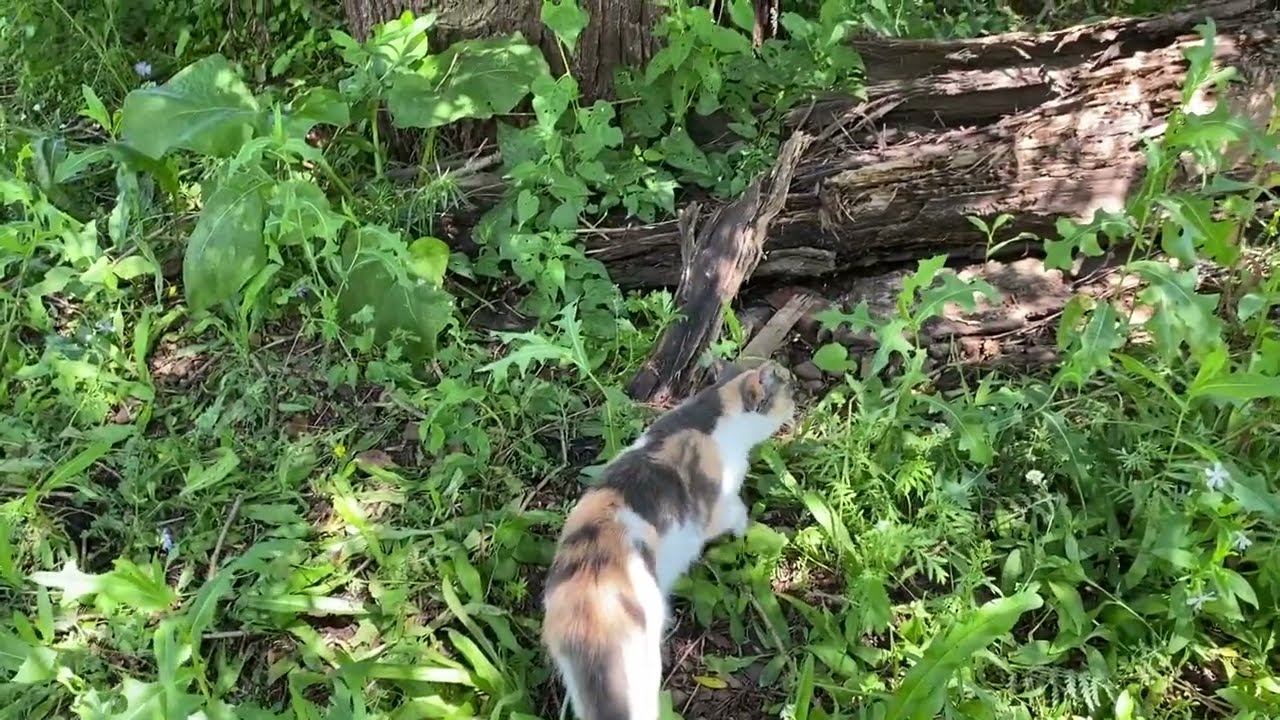 Половодье в июле (17.07.2024) на реке Ашкадар смотреть онлайн