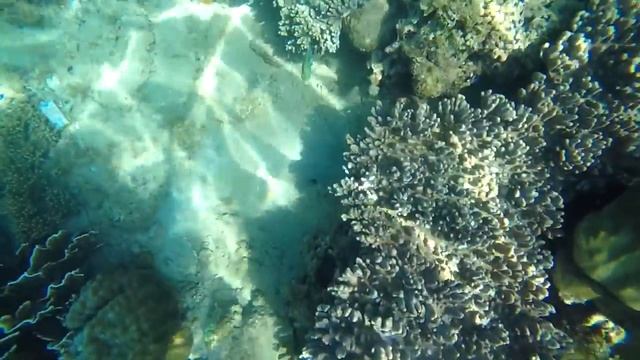 Diving | Hon Mun Island (Nha Trang, Vietnam) смотреть онлайн