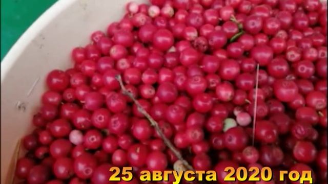 В лес за брусничкой. Хроника 25 августа 2020 год