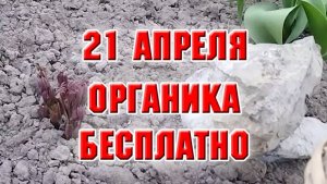 21 апреля. Органика бесплатно