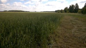 Озимая пшеница 2018-19