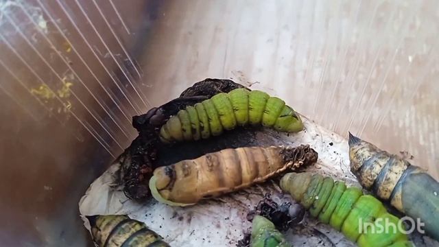 Как окукливается гусеница. смотреть онлайн