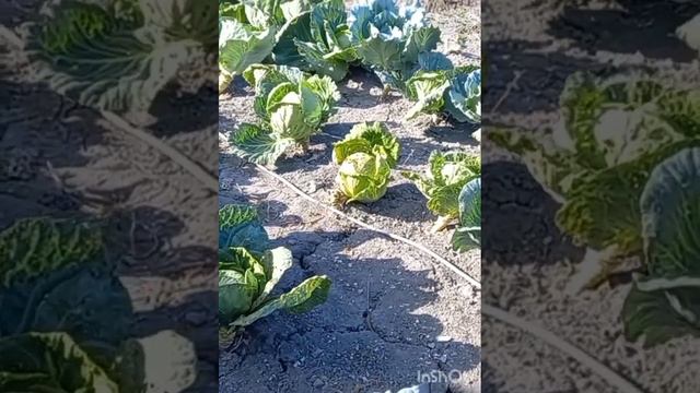 № 389 - Закрытие огородного сезона. смотреть онлайн