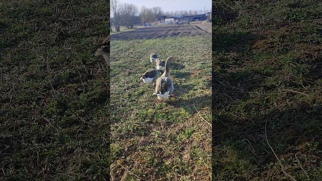 Деревенские хлопоты. Гуси гуляют, одна гусыня сидит на яйцах🥚