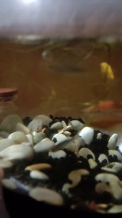 kasih makan ikan zebra danio