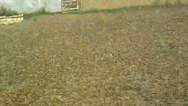 саранча.жангала 20.07.2013 смотреть онлайн