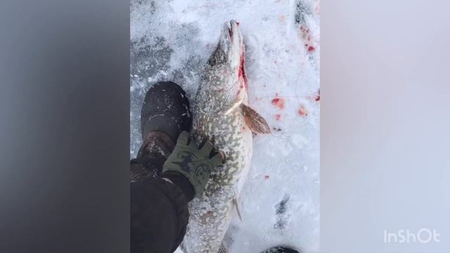 Зимняя рыбалка!#щука #харьков #жерлицы #плотва #зимняяловлярыбы смотреть онлайн