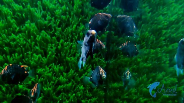 Attractive Red Scat Fish !! Aquarium Fish In Bangladesh смотреть онлайн