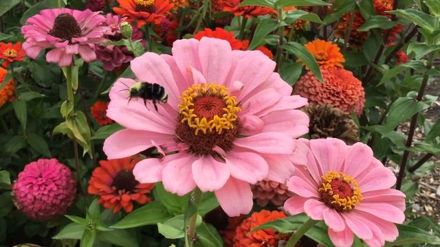Zinnia and Bumble Bee смотреть онлайн