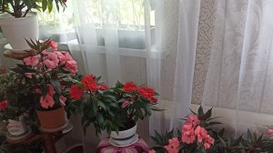 Давайте знакомиться , живу в деревне , первое видео.